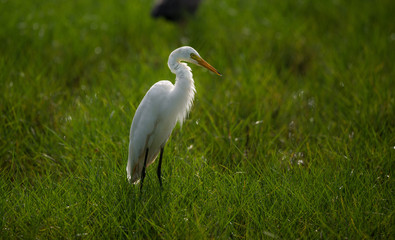 Great White Egret in a back lit green field