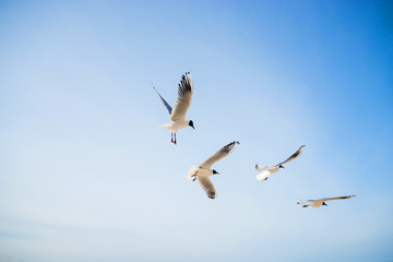 Obraz premium Birds. Seagulls flying in the blue skies