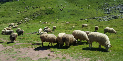 this is a domesticated form of wild mountain sheep