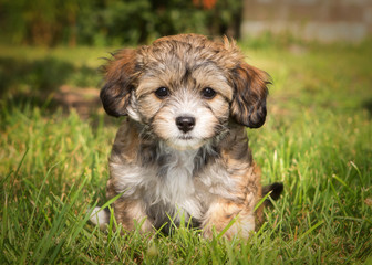 Havanese puppy dog