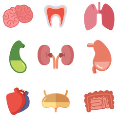 Human internal organs on white background. Vector icons set in cartoon style