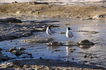Andean gull (Chroicocephalus serranus) at the El Tatio, Chile