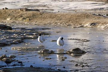 Andean gull (Chroicocephalus serranus) at the El Tatio, Chile