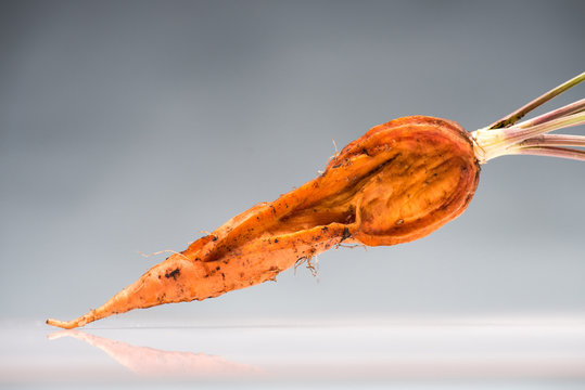 Old Rotten Carrot On Reflective Surface