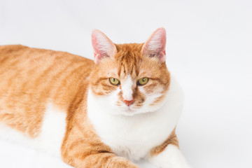 家猫