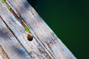 One cone lying on cracked wooden planks near dark green water of a pond. Top view