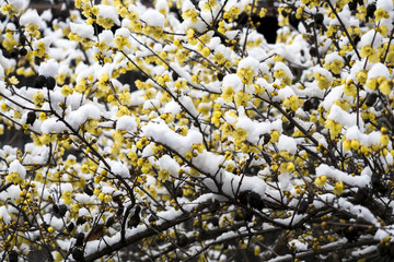 雪