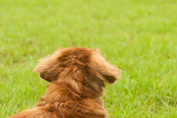 Fototapeta premium ミニチュアダックスフンド