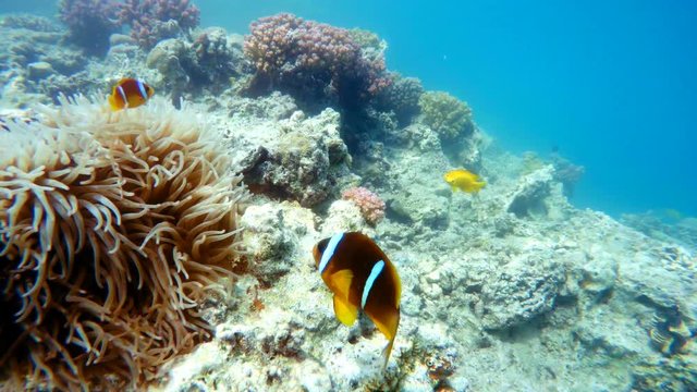 clown fish (Amphiprion bicinctus or two-banded anemone fish) near sea anemone to protects the clownfish from predators. Red sea, marsa Alam, Egypt