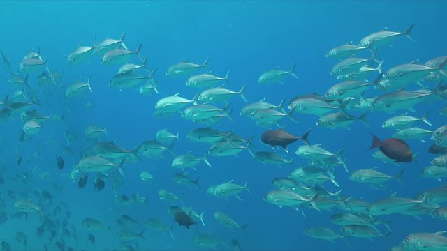 School of Big-eye Trevallies in blue water. 4k footage