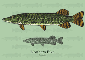 Northern Pike. Vector illustration for artwork in small sizes. Suitable for graphic and packaging design, educational examples, web, etc. - obrazy, fototapety, plakaty