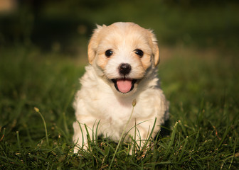 havanese puppy dog