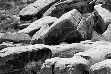 rock carvings in the petrified forest