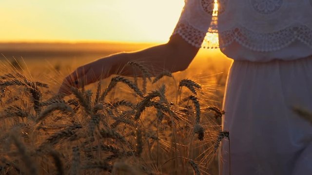 Hand of a girl close-up passing through a field of wheat. A girl in a white dress is walking at sunset, passing her hand over the yellow spikelets of wheat