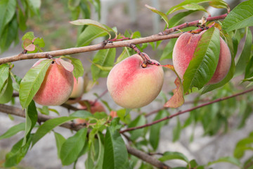 Peach tree with fruits growing in the garden