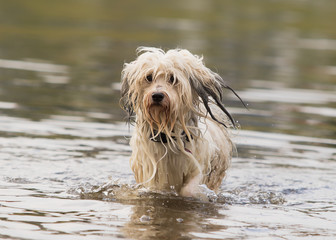 swimming havanese dog