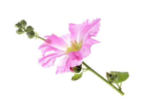 Beautiful decorating hollyhock flowers /Althaea officinalis/isolated white background