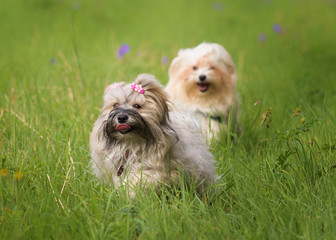 running havanese dog