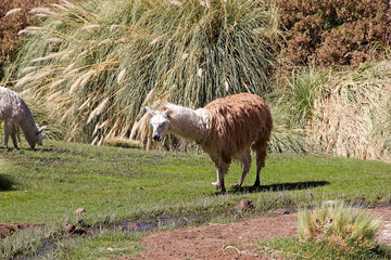 Llama (Lama glama) at the Caspana village, Chile