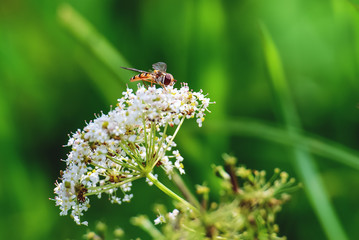 Bee on a blossom