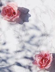 Big pink roses on white marble background with leafy shadows in direct sunlight. Flat lay. Top view. Copy space.