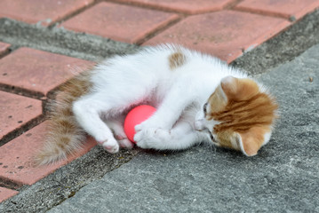 Kitten playing with the red small ball in the backyard