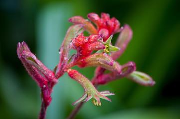 Kangaroo Paw