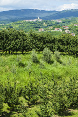 Fototapeta na wymiar Orchard in Goriska Brda, Slovenia.