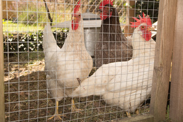 Hens feed on the traditional rural barnyard at sunny day. Close up of chicken standing on barn yard with the chicken coop. Free range poultry farming - Powered by Adobe