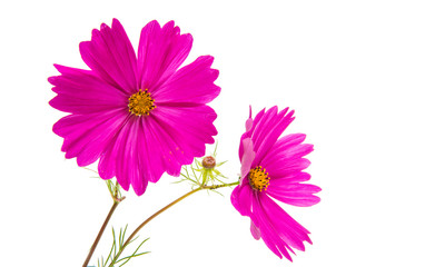Cosmos flower isolated