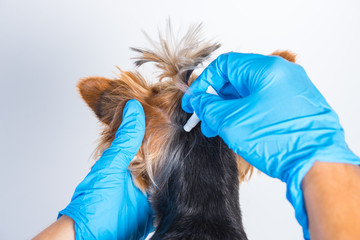 Treatment of a small dog with a remedy for fleas and ticks - obrazy, fototapety, plakaty