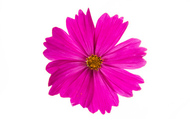 Cosmos flower isolated