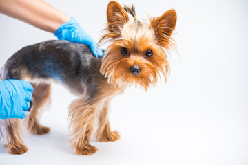 Preventive examination of a small dog by a veterinarian, care for the auricles, teeth, hair, claws