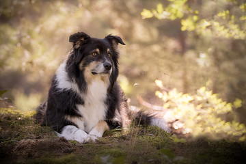 Fototapeta premium Australian Shepherd Hund im Wald