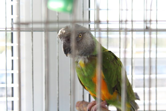 รูปภาพPoicephalus เลือกดูภาพถ่ายสต็อก เวกเตอร์ และวิดีโอ353 Adobe Stock