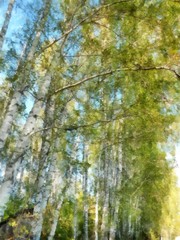 Fototapeta premium Wysoki, smukły biały brzozowy las. Akwarela ilustracja krajobraz rosyjskiej wiosny. koncepcja obróbki zdjęć.