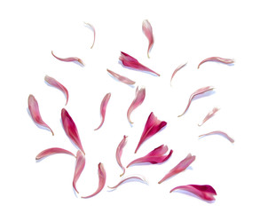 Fototapeta premium oil draw perspective peony petals isolated on white