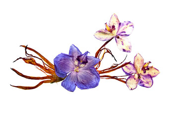 bizarre curved extruded dried lily petals. Pressed pink orchid flower blue