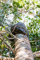 Big water monitor resting on tree limb at the Hikkaduwa lake in Sri Lanka. Water monitors are one of the most common monitor lizards, found throughout Asia