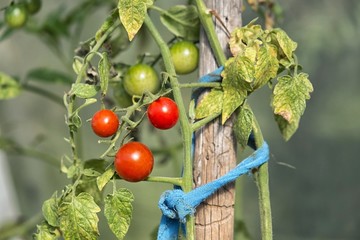 Organically grown tomatoes in the greenhouse