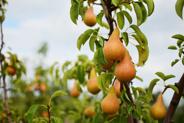 pear tree