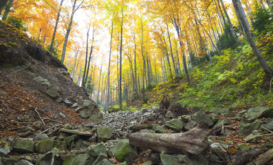 Las bukowy w kolorach pełnei złotej jesieni