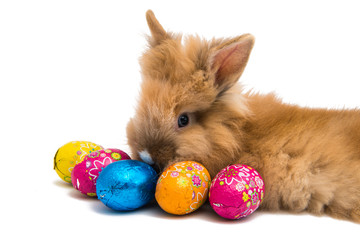 Rabbit with easter eggs isolated