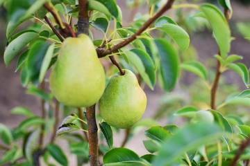 pear tree