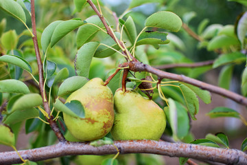 pear tree