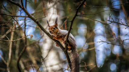 Squirrel