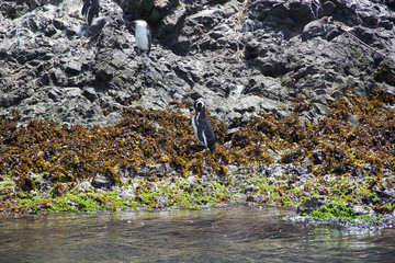 Magellanic penguins (Spheniscus magellanicus)