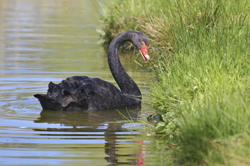 Fototapeta premium Black swam (Cygnus atratus) on water