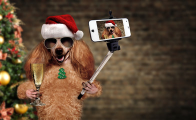 Cinemagraph - Dog in red Christmas hat taking a selfie together with a smartphone. Motion Photo.  - obrazy, fototapety, plakaty