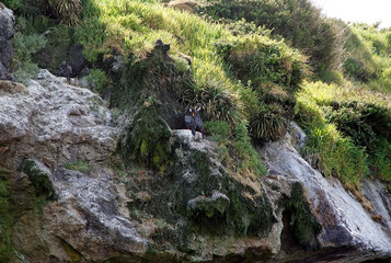 The red-legged cormorant (Phalacrocorax gaimardi)